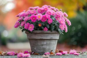 AI generated Beautiful bush of pink chrysanthemums in flower pot. Autumn flowers. photo