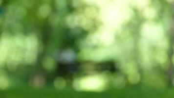 animated green  bokeh video