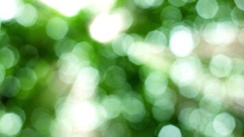 animated green  bokeh video