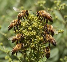 AI generated Macro shot of a group of bees collecting pollen from a plant photo