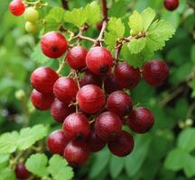 AI generated Red currant berries on a branch with green leaves in the garden photo