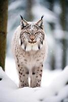 AI generated European lynx in a snowy forest in the winter. photo