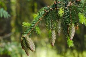 Spruce cone on a branch of a spruce tree in the forest in nature photo