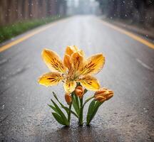 AI generated Yellow lily flower with raindrops on the asphalt road in rainy day photo