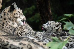 Snow leopard mother with cub. photo