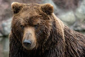 Portrait of Kamchatka bear photo