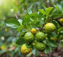 AI generated Bergamot fruit on the tree in the garden. Kaffir lime or kaffir lime. photo