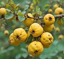 AI generated Ripe quince fruits on the branches of a quince tree photo