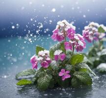 AI generated Pink hydrangea flowers in the snow on a blue background photo