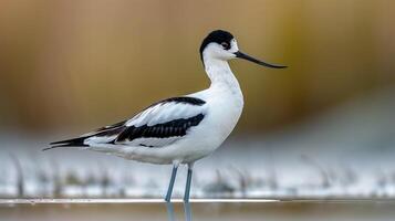 AI generated View of a Beautiful white and black bird's avocet full body photo