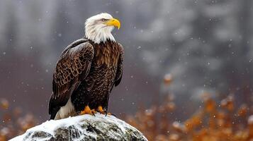 AI generated View of a Beautiful Eagle Birds full body photo
