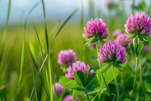 AI generated Close up wild red clover in a meadow. photo
