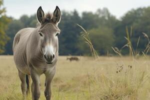 AI generated Grey donkey in field photo