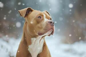 ai generado retrato de un pozo toro perro en invierno foto