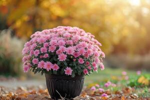 AI generated Beautiful bush of pink chrysanthemums in flower pot. Autumn flowers. photo