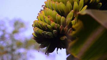 Visão do bananas em uma árvore crescendo dentro a jardim video