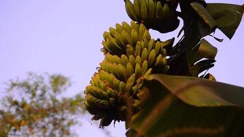 view of bananas on a tree growing in the garden video