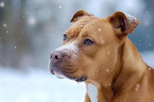 ai generado retrato de un pozo toro perro en invierno foto