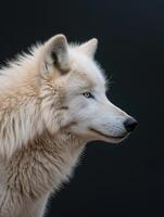 AI generated Arctic wolf on black background photo