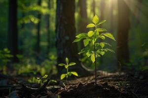 AI generated Young tree seedling in the wood in the morning light. photo
