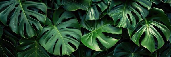 AI generated Green tropical monstera leaves. Background of various green tropical leaves. photo