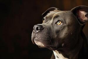 ai generado retrato de un pozo toro perro. foto