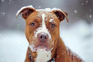 ai generado retrato de un pozo toro perro en invierno foto