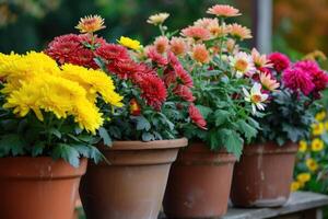 AI generated Chrysanthemums in pots. Bouquets for graves. photo