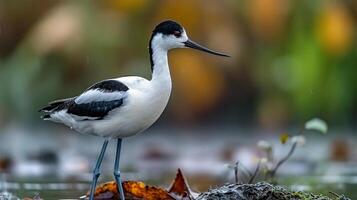 ai generado ver de un hermosa blanco y negro aves avoceta lleno cuerpo foto