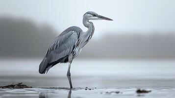 AI generated View of a Beautiful Heron Bird photo