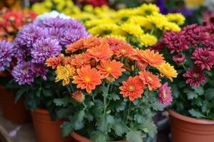 AI generated Chrysanthemums in pots. Bouquets for graves. photo
