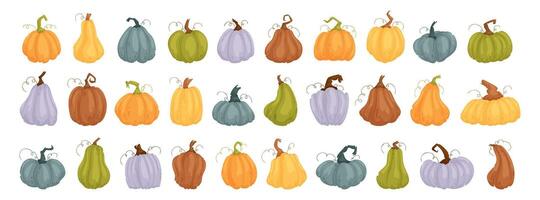 Set 30 pcs pumpkins, squash vector symbols illustrations. Cartoon pumpkins, halloween squash, fall harvest gourds. Autumn thanksgiving and halloween pumpkins collection.