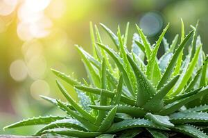 AI generated Aloe vera plant in a pot. photo