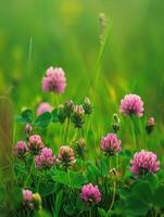 AI generated Close up wild red clover in a meadow. photo