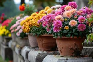AI generated Chrysanthemums in pots. Bouquets for graves. photo