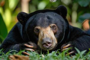 AI generated Malayan sun bear walking through the jungle. photo