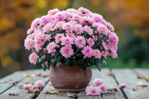 AI generated Beautiful bush of pink chrysanthemums in flower pot. Autumn flowers. photo