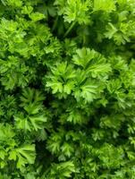 AI generated Harvest parsley in the garden. photo