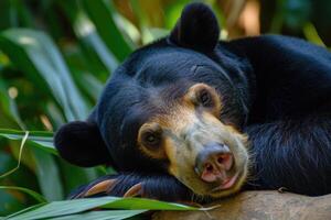 AI generated Malayan sun bear walking through the jungle. photo