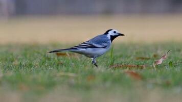 Wagtails - White wagtail looking and eating food video