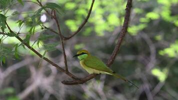 The Bee Eater on branch searching for food video
