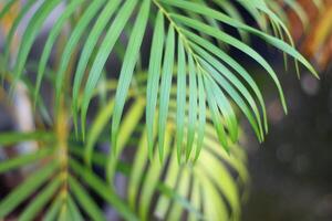 Hoja de palmera tropical verde con sombra en la pared blanca foto