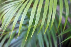 green tropical palm leaf with shadow on white wall photo