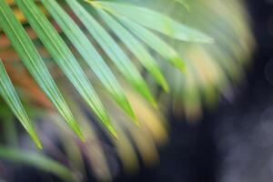 Hoja de palmera tropical verde con sombra en la pared blanca foto