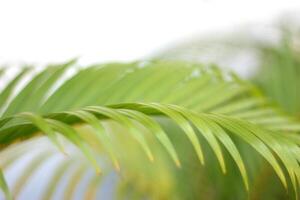 Hoja de palmera tropical verde con sombra en la pared blanca foto