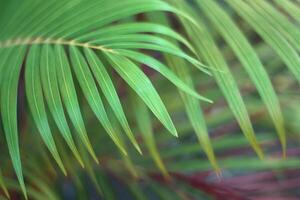 Hoja de palmera tropical verde con sombra en la pared blanca foto