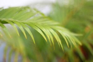 Hoja de palmera tropical verde con sombra en la pared blanca foto