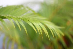 green tropical palm leaf with shadow on white wall photo