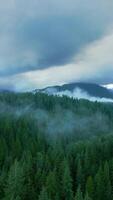 Haut vers le bas vue de magnifique Montagne paysage. une rivière les flux parmi grand des arbres video