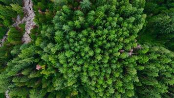 topo baixa Visão do a conífero floresta. Câmera desce video